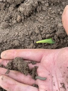 Small brown worm in the palm of hand.