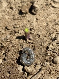 Gray colored worm on brown soil.