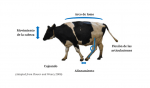A Holstein dairy cow.