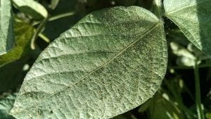 Underside of a green leaf covered with tiny insects.