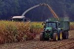 Harvesting corn silage.