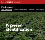 Pigweed Identification website landing page