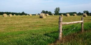 Hay bales in a field with a fence. 