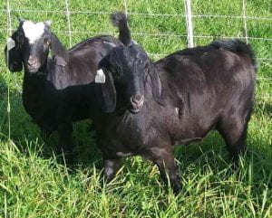 Two young goats in a pasture.