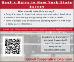 beef x dairy survey flyer