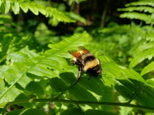 Bumble bee on a leaf