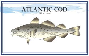 Example Marketing resource card for Atlantic Cod (Gadus morhua) with illustration