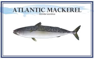 Example Marketing resource card for Atlantic Mackerel (Scomber scombrus) with illustration