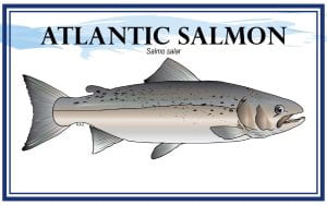 Example Marketing resource card for Atlantic Salmon (Salmo salar) with illustration