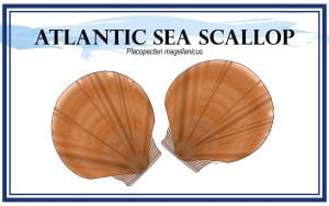 Example Marketing resource card for Atlantic Sea Scallop (Placopecten magellanicus) with illustration