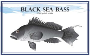 Example Marketing resource card for Black Sea Bass (Centropristis striata) with illustration