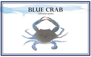 Example Marketing resource card for Blue Crab (Calinectus sapidus) with illustration