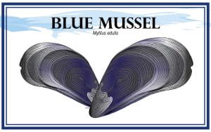 Example Marketing resource card for Blue Mussels (Mytilus edulis) with illustration