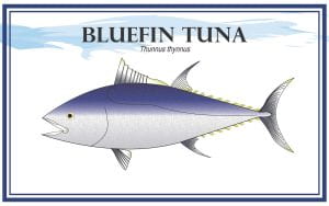 Example Marketing resource card for Bluefin Tuna (Thunnus thynnus) with illustration