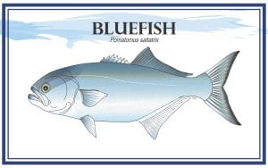 Example Marketing resource card for Bluefish (Pomatomus saltatrix) with illustration