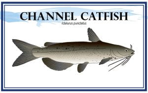 Example Channel Catfish, Ictalurus punctatus, marketing card with fish illustration.