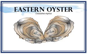 Example Marketing resource card for Eastern Oysters (Crassostrea viginica) with illustration