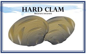 Example Marketing resource card for Hard Clams (Mercenaria mercenaria) with illustration