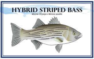 Example Hybrid Striped Bass, Morone chrysops x Morone saxatilis, marketing card with fish illustration.
