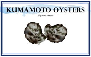 Example Marketing resource card for Kumamoto Oysters (Magallana sikamea) with illustration