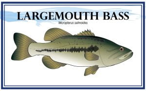 Example Largemouth Bass, Micropterus salmoides, marketing card with fish illustration.