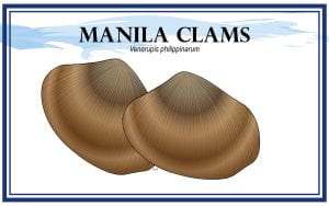 Example Marketing resource card for Manila Clams (Venerupis philippinarum) with illustration