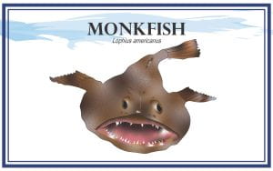 Example Marketing resource card for Monkfish (Lophius americanus) with illustration