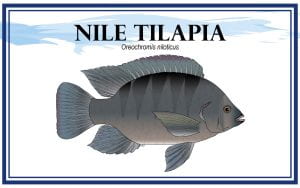 Example Nile Tilapia, Oreochromis niloticus, marketing card with fish illustration.