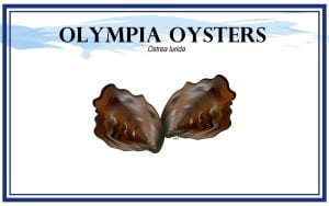 Example Marketing resource card for Olympia Oysters (Ostrea lurida) with illustration