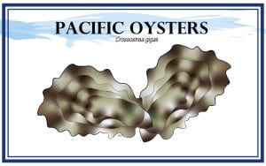 Example Marketing resource card for Pacific Oysters (Crossastrea gigas) with illustration