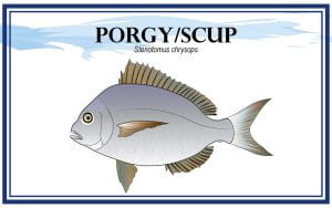 Example Marketing resource card for Porgy/Scup (Stenotomus chrysops) with illustration