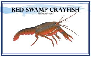 Example Marketing resource card for Red Swamp Crayfish (Procambarus clarkii) with illustration