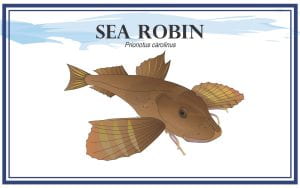 Example Marketing resource card for Sea Robin (Prionotus carolinus) with illustration