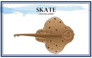 Example Marketing resource card for Skate (Leucoraja ocellata) with illustration