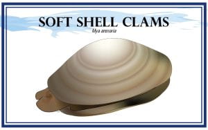 Example Marketing resource card for Soft shell clams (Mya arenia) with illustration