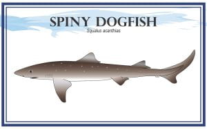 Example Marketing resource card for Spiny Dogfish (Squalus acanthias) with illustration