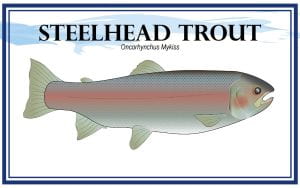 Example Marketing resource card for Steelhead Trout (Oncorhynchus mykiss) with illustration
