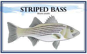 Example Marketing resource card for Striped Bass (Morone saxatilis) with illustration