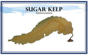 Example Marketing resource card for Sugar Kelp (Saccharina latissima) with illustration