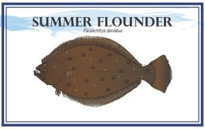 Example Marketing resource card for Summer Flounder (Paralichthys dentatus) with illustration