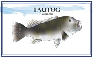 Example Marketing resource card for Tautog (Tautoga onitis) with illustration