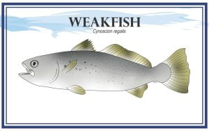 Example Marketing resource card for Weakfish (Cynoscion regalis) with illustration