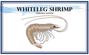 Example Marketing resource card for Whiteleg Shrimp (Litopenaeus vannamei) with illustration
