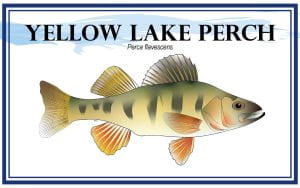 Example Yellow Lake Perch, Perca flavescens, Marketing card with fish illustration.