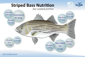 Hybrid Striped Bass Nutrition Card Image and Link to card