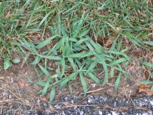 Large crabgrass, Digitaria sanguinalis