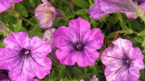 Those stripes, that mottling — not how these petunias are meant to look. TMV has gotten a toehold here.