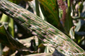 Gray leaf spot can wallop your corn if you don't scout early and often — especially during a wet growing season. Credit Gary Bergstrom.