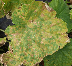 cucumber leaf with yellow mottling across entire leaf