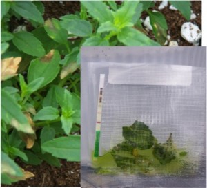 Nemesia plant infected with Impatiens Necrotic Spot Virus (INSV) and a positive test result.